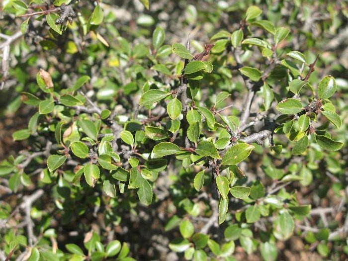 Rhamnus cathartica (3)